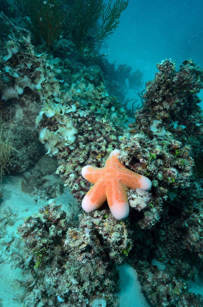 best scuba diving locations in the world