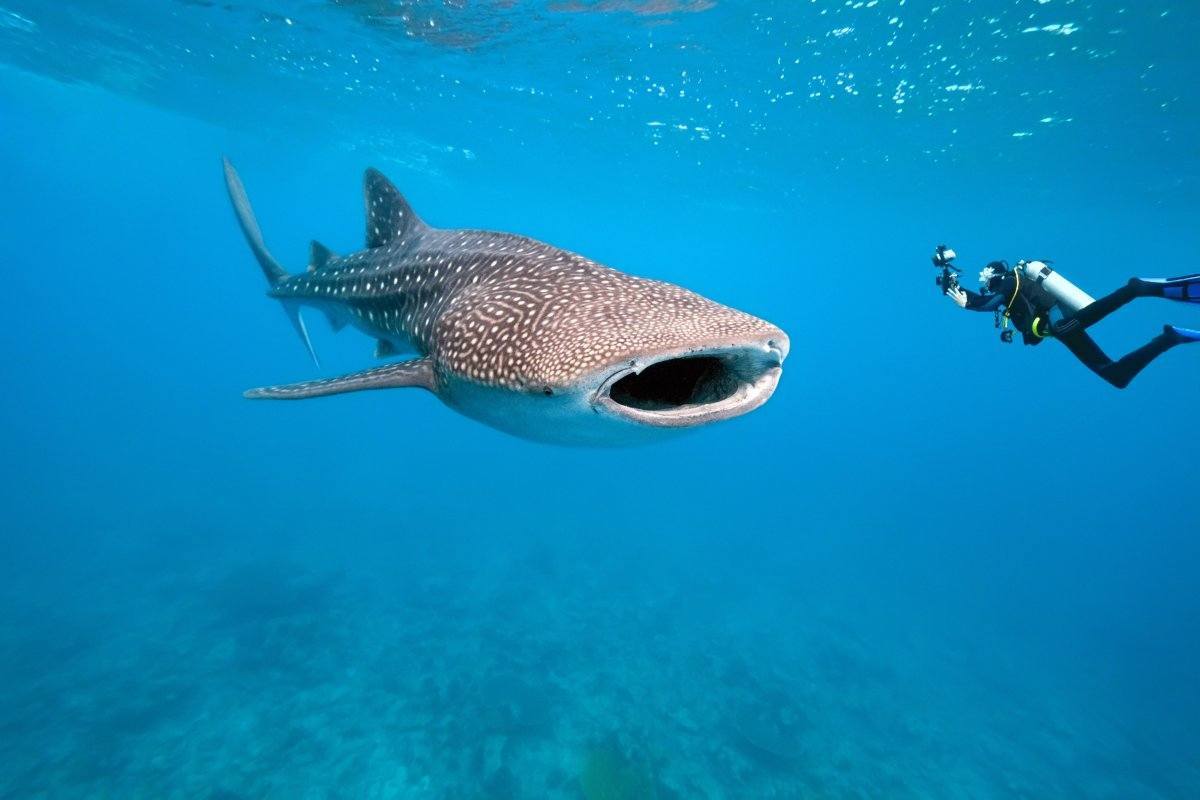 best scuba diving locations in the world