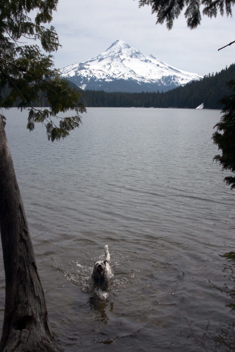 pet friendly cities in America