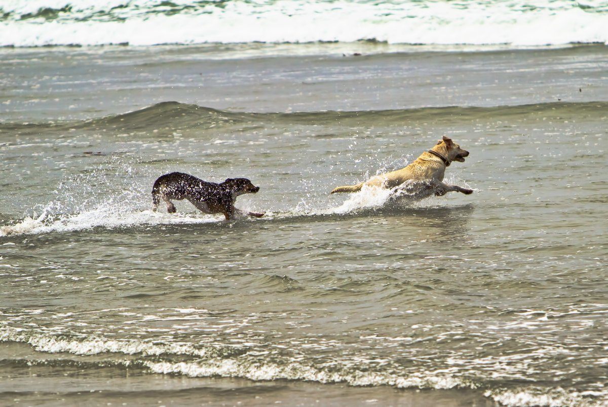 dog friendly cities in America