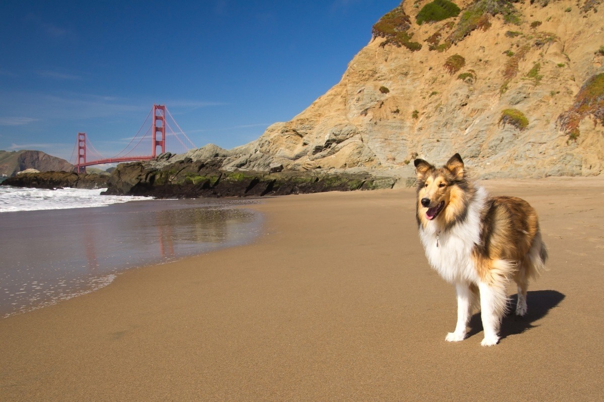 dog friendly cities in America
