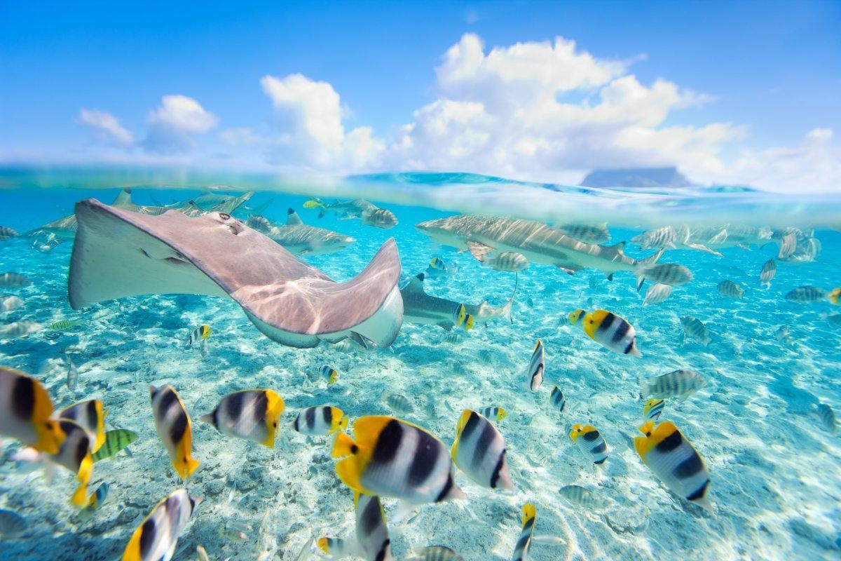 best scuba diving locations in the world
