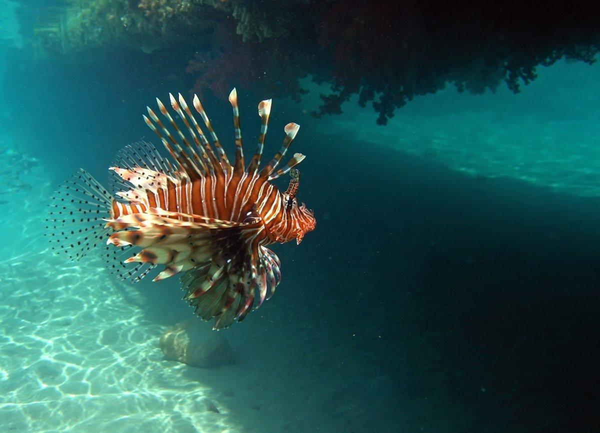 best scuba diving locations in the world