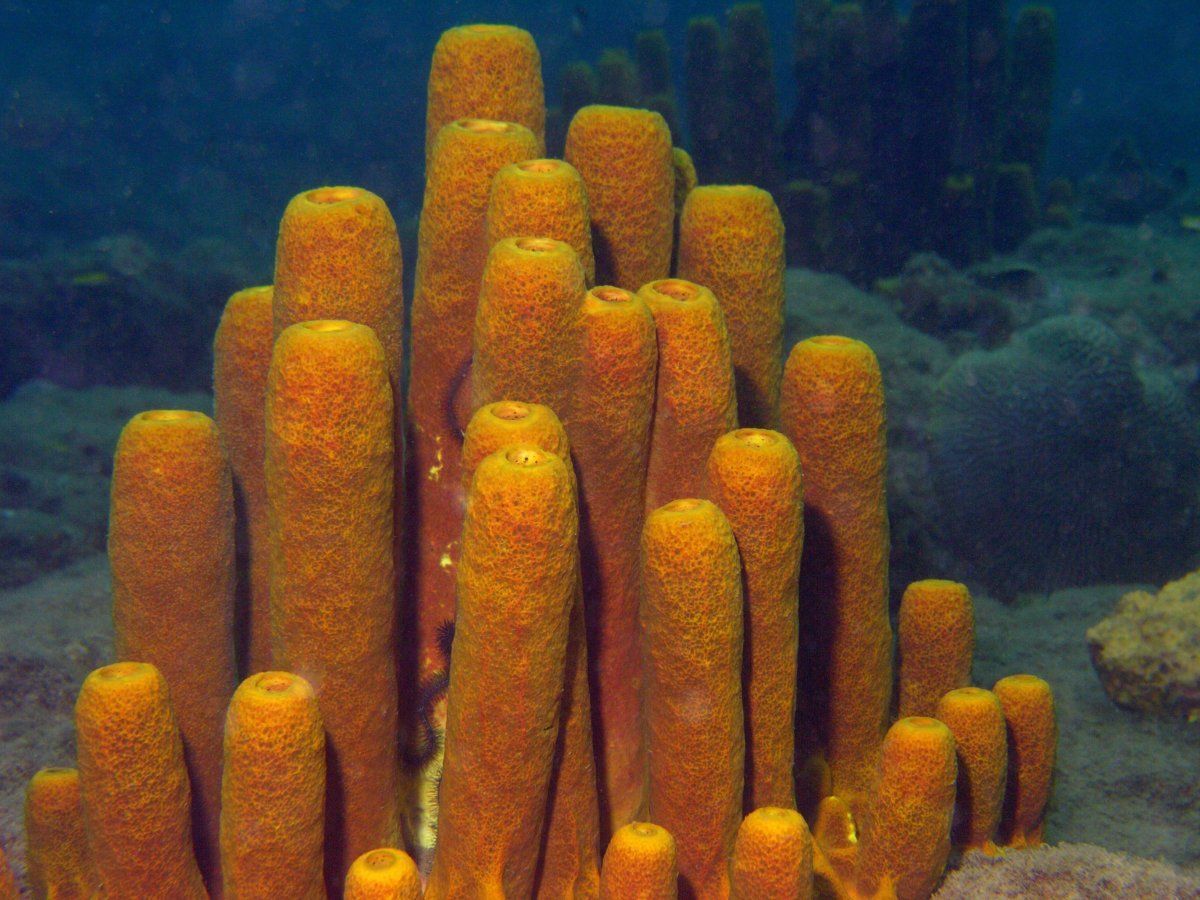 best caribbean islands for scuba diving