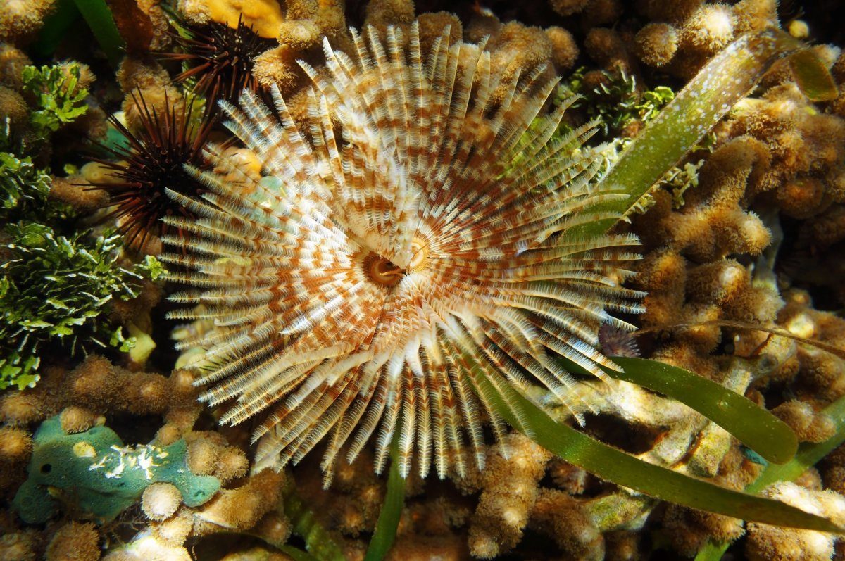 best caribbean islands for scuba diving