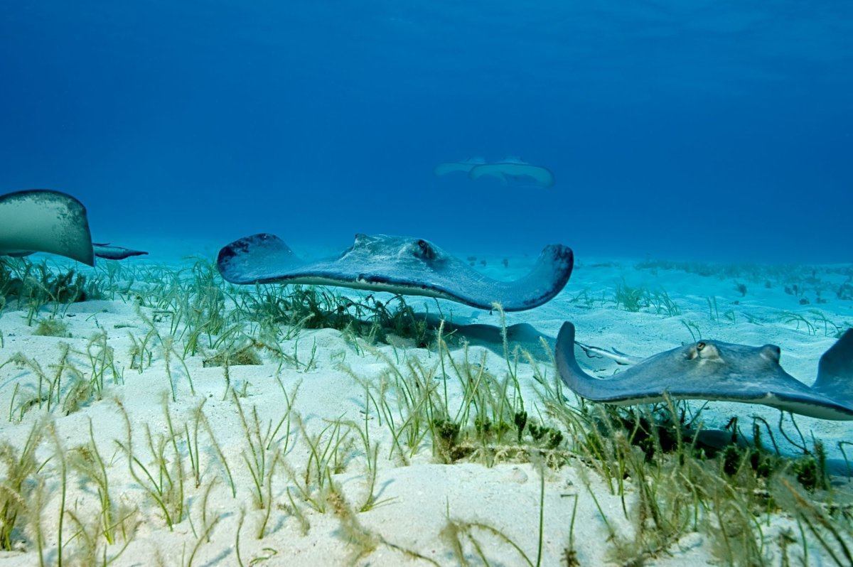 best caribbean islands for scuba diving