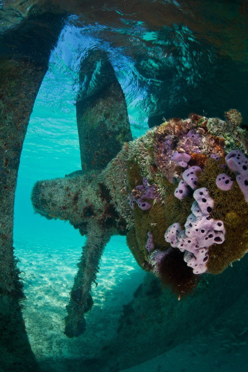 best caribbean islands for scuba diving
