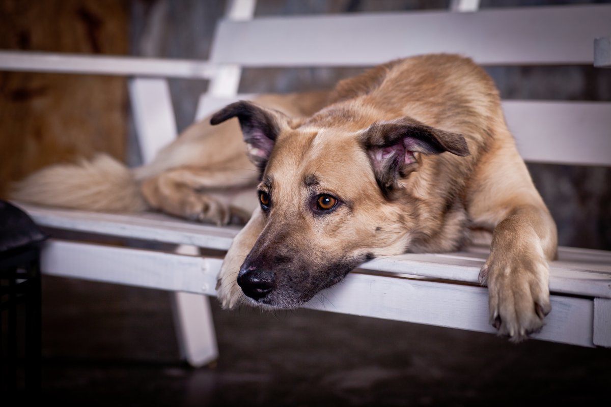 dog friendly places in New York