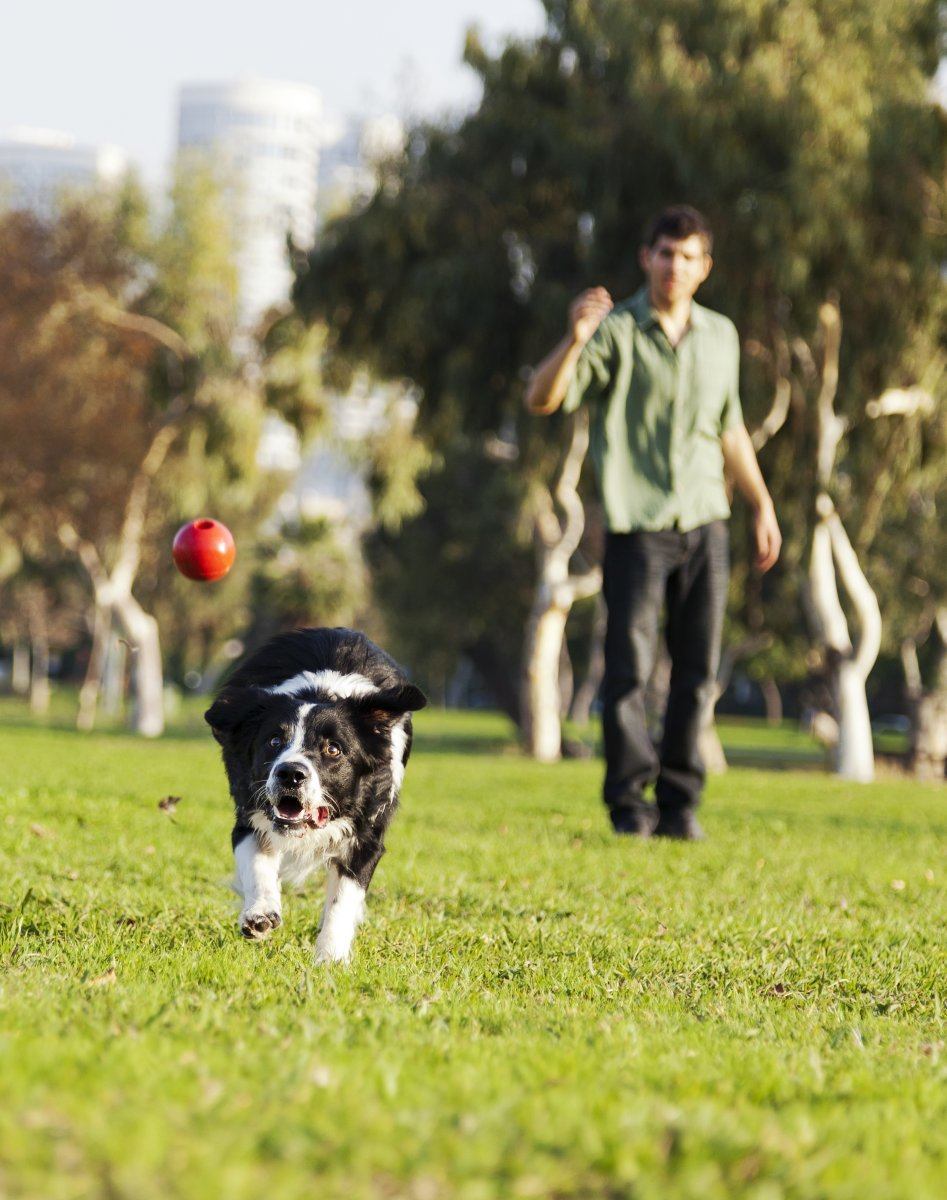 dog friendly places in New York City