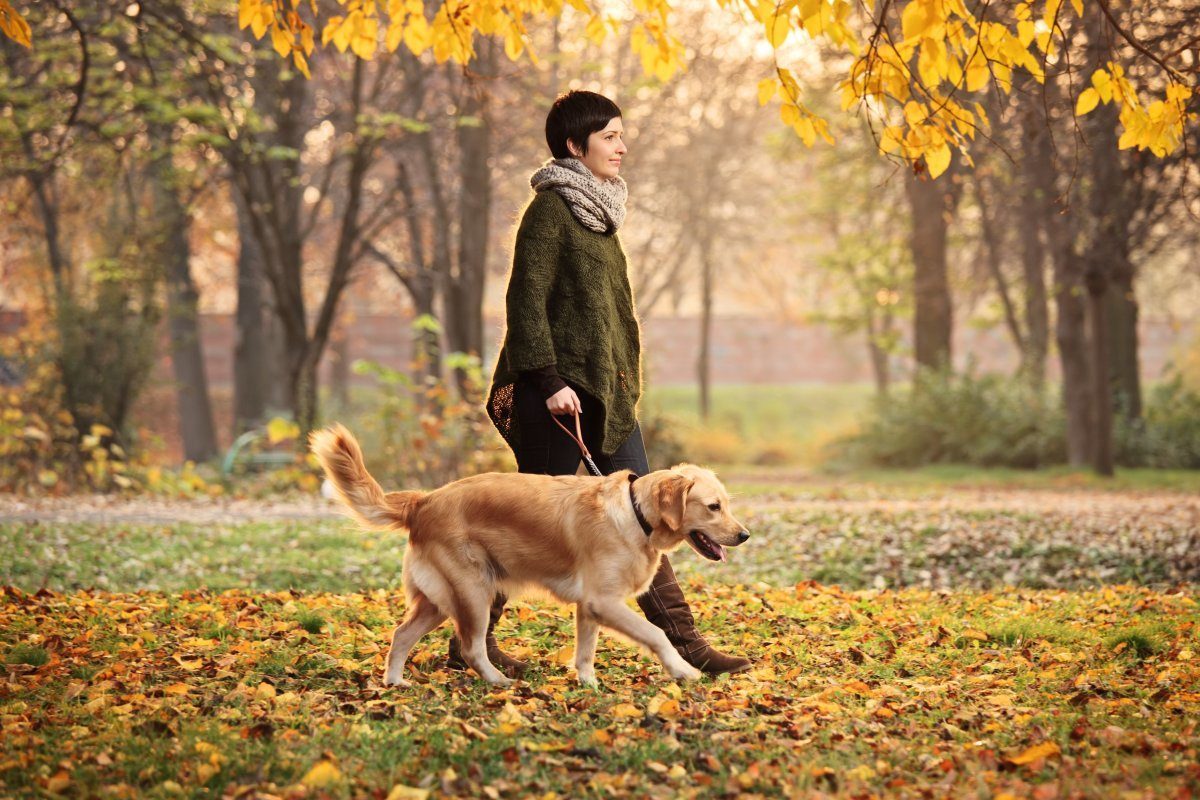 dog friendly places in New York City