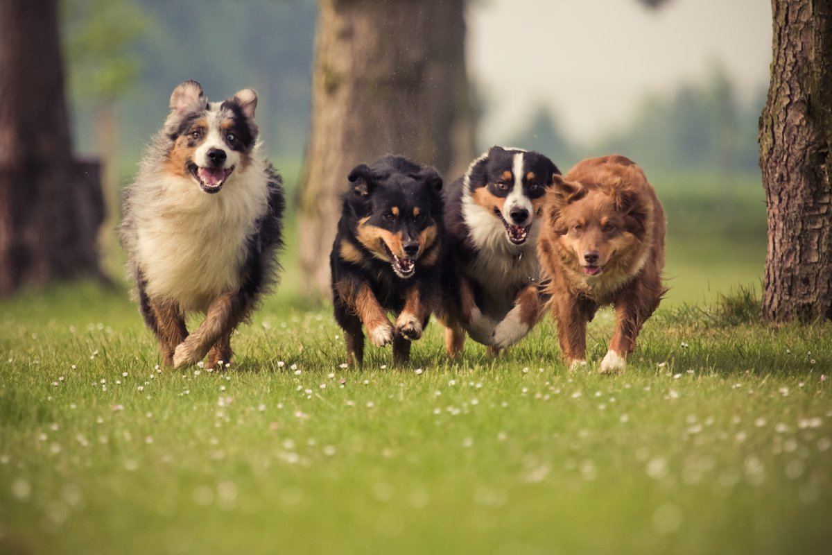 dog friendly places in New York City