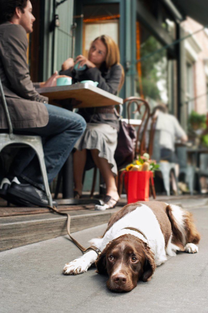 dog friendly places in New York City