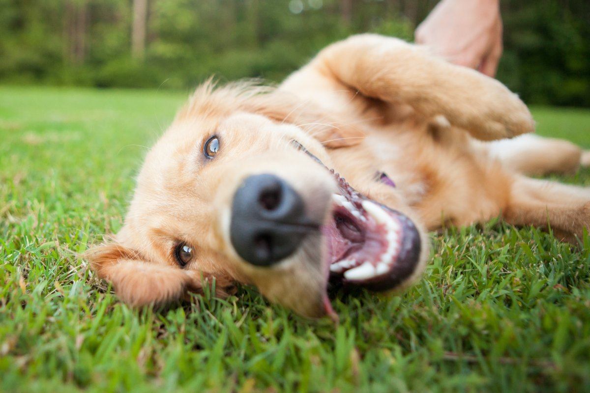 dog friendly places in New York City