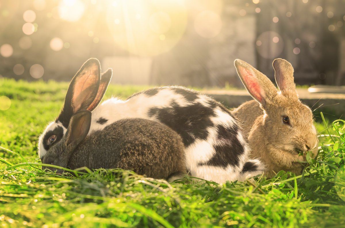 animal sanctuaries around the world