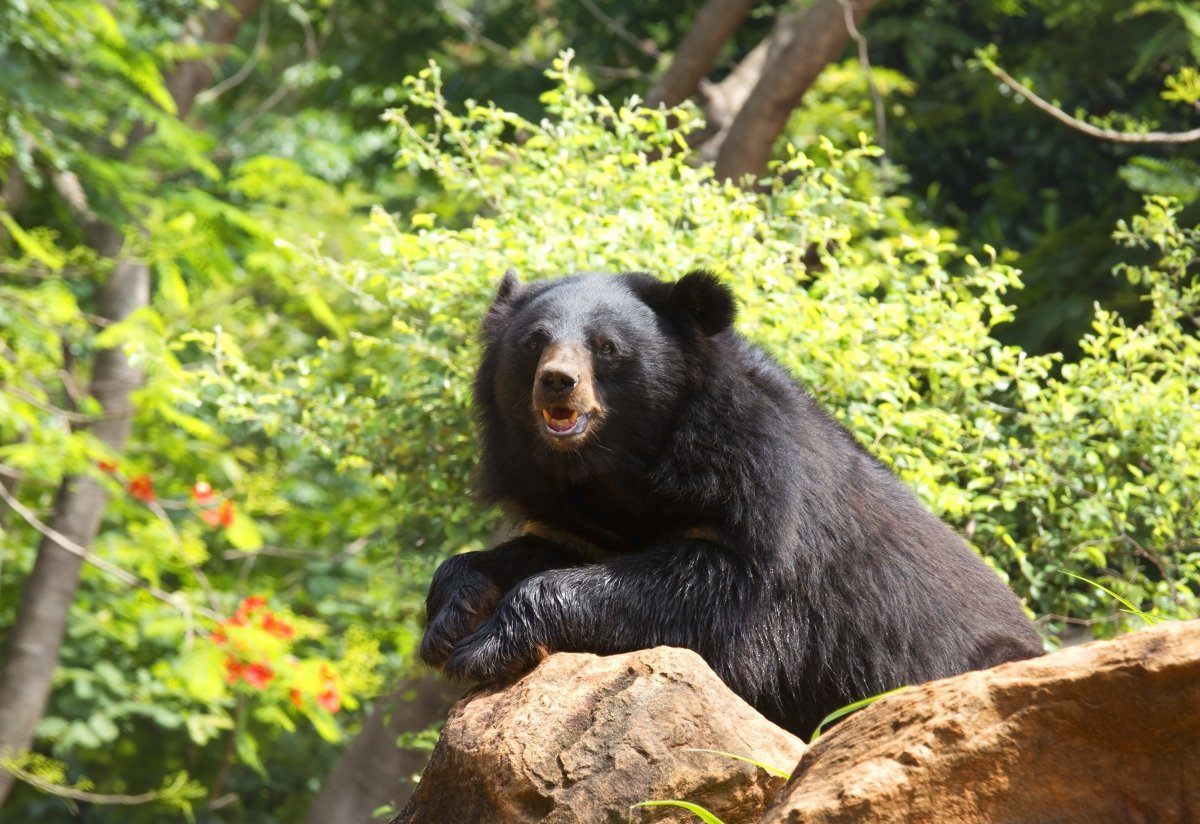 animal sanctuaries around the world