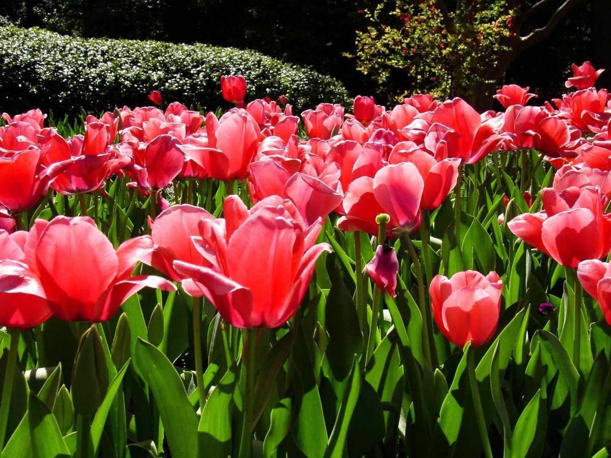 things to see and do in Dallas