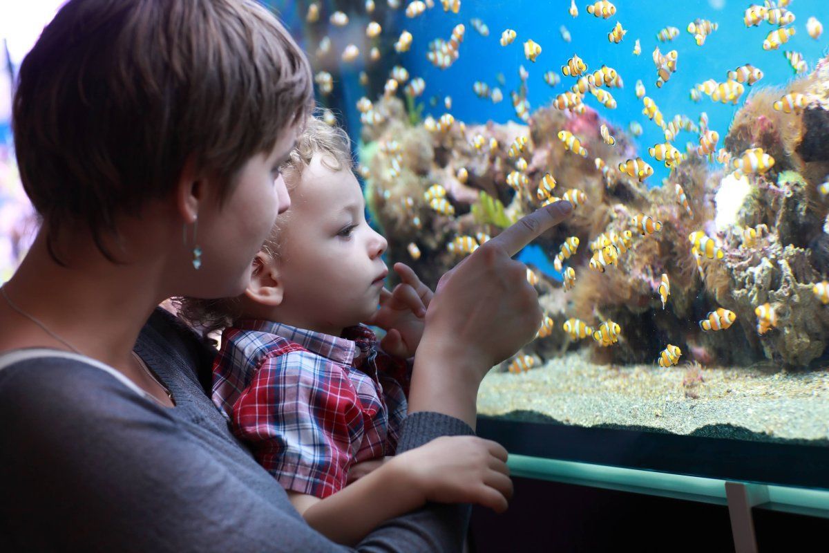 things to see and do in Dallas