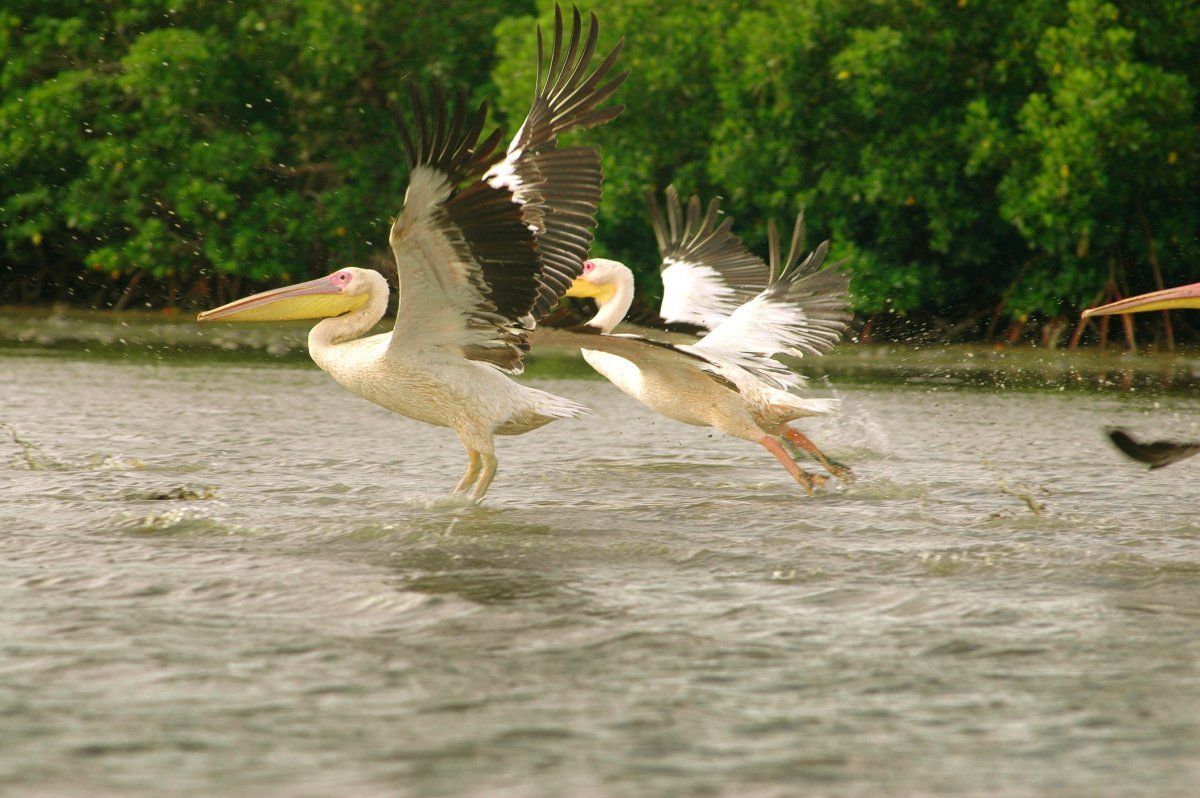 animal sanctuaries around the world
