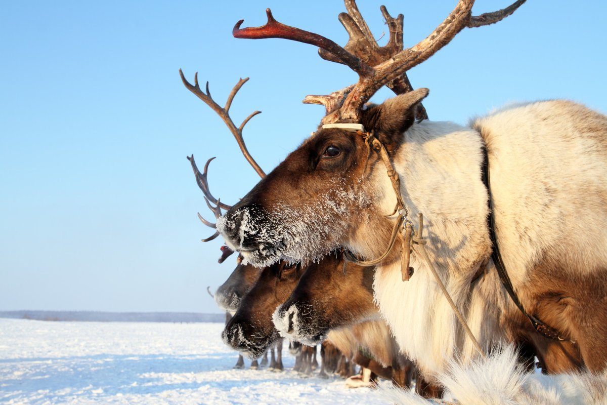 winterfestivals in North America
