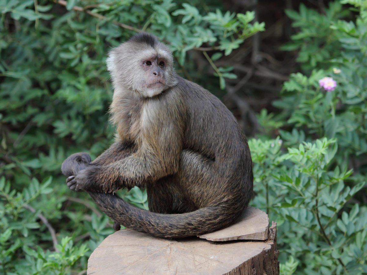 animal sanctuaries around the world