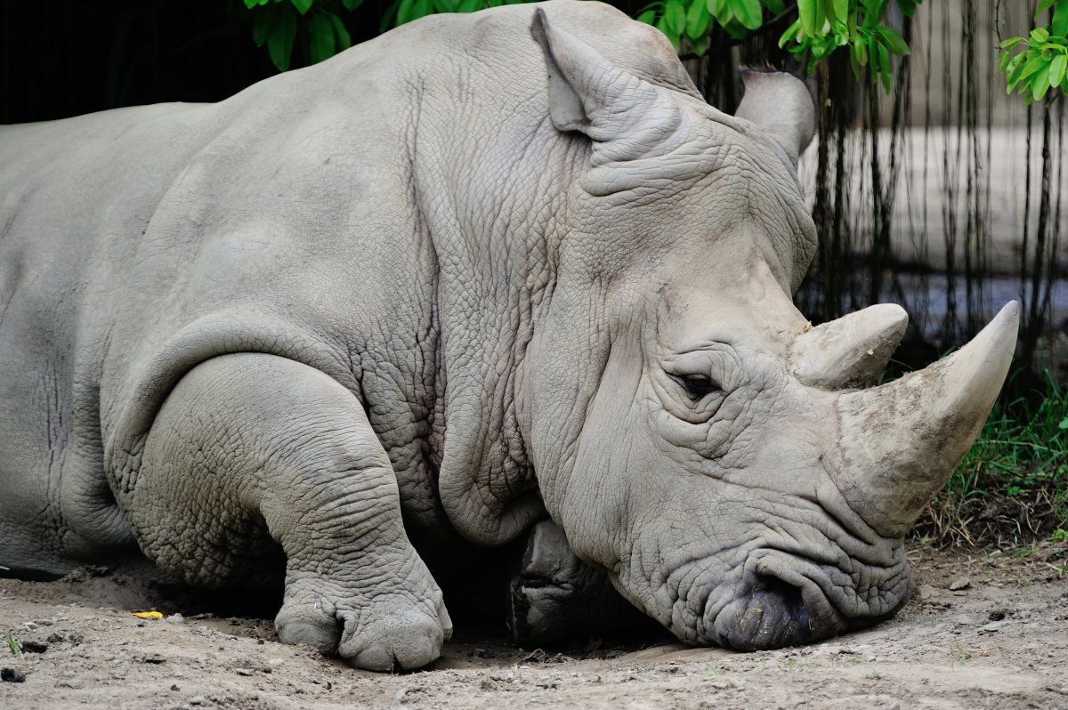 animal sanctuaries around the world
