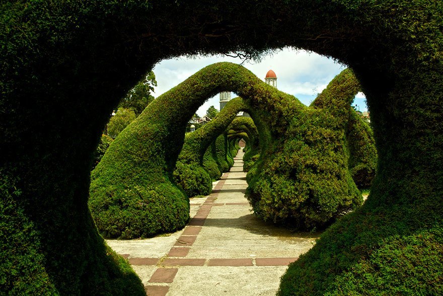 photos of fairytale tree tunnels