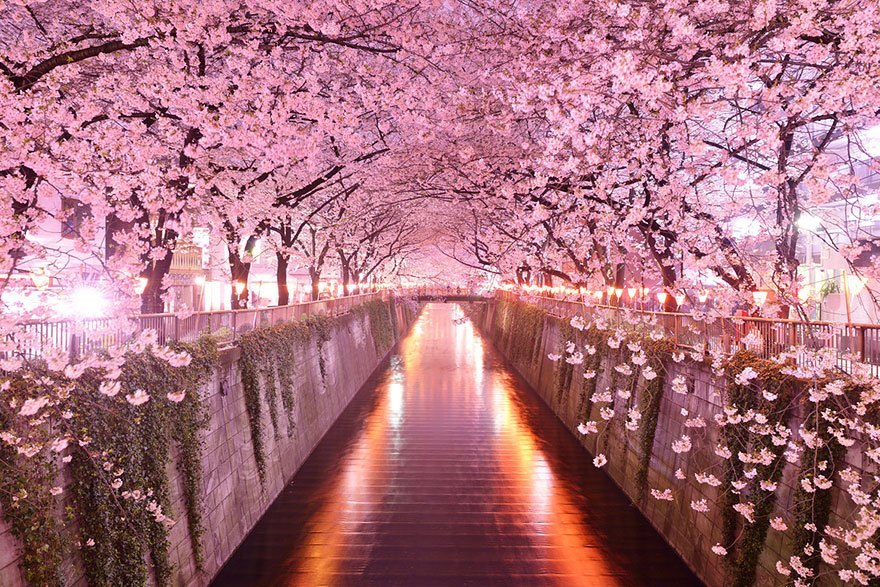 photos of fairytale tree tunnels