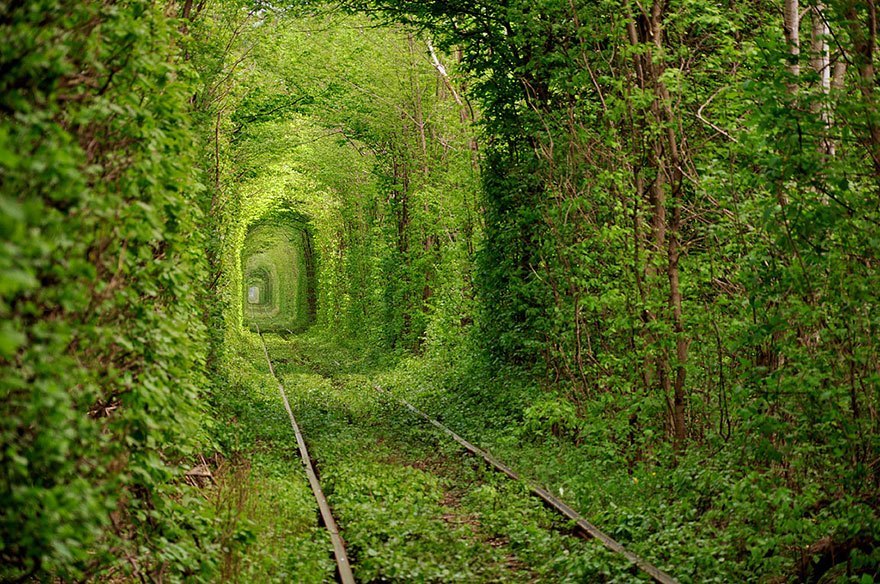 photos of fairytale tree tunnels