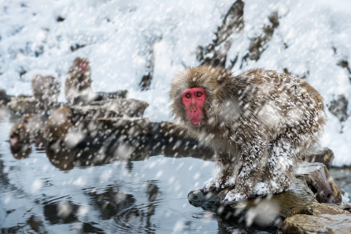 winter wonderland getaways