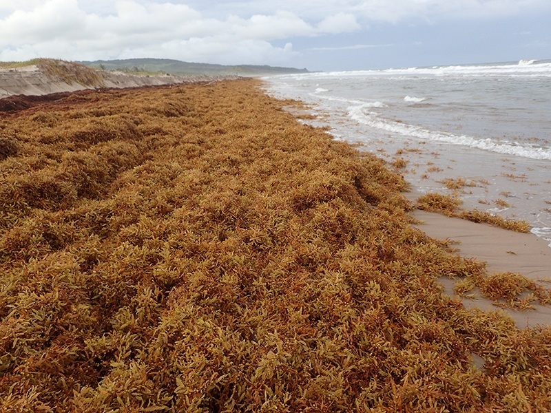 what you need to know about sargassum