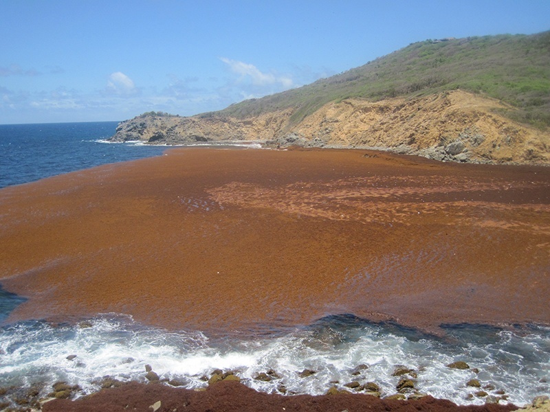 what you need to know about saragassum