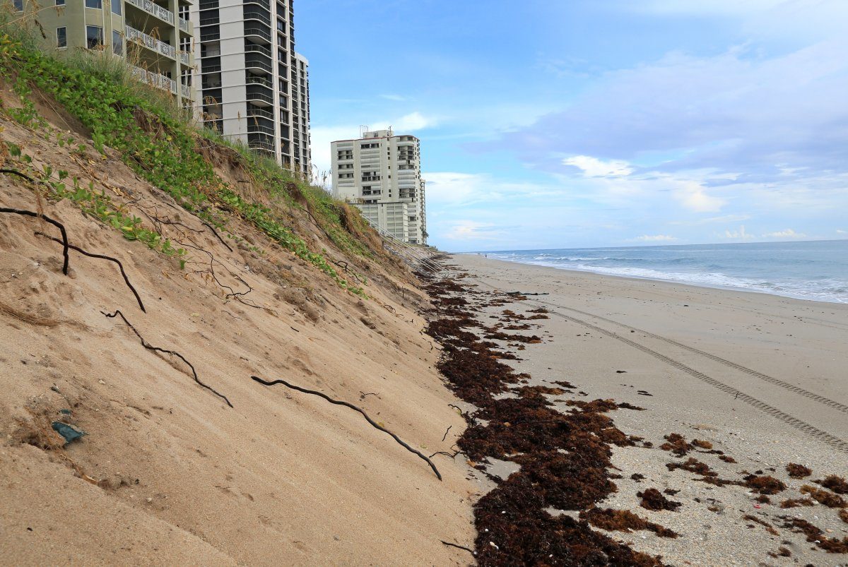 what you need to know about sargassum