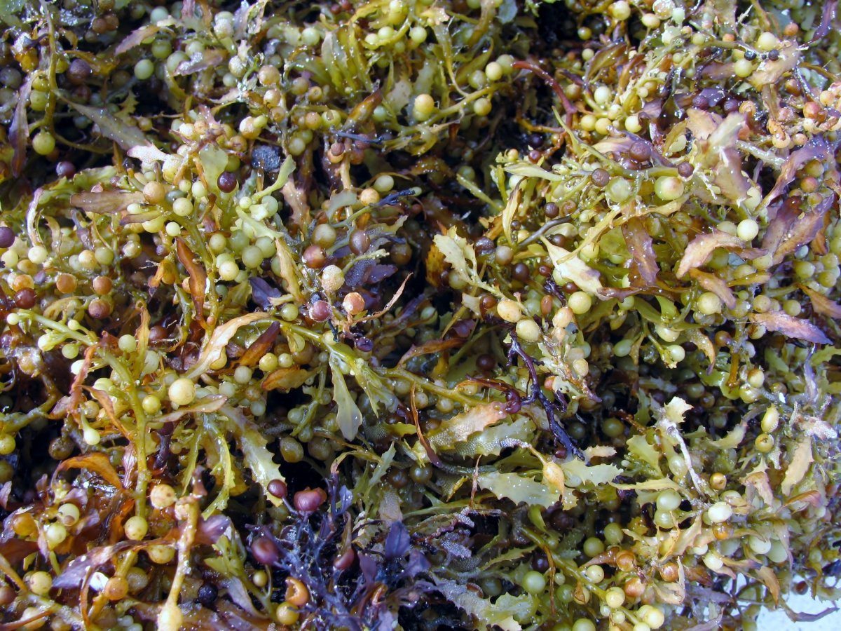 what you need to know about saragassum