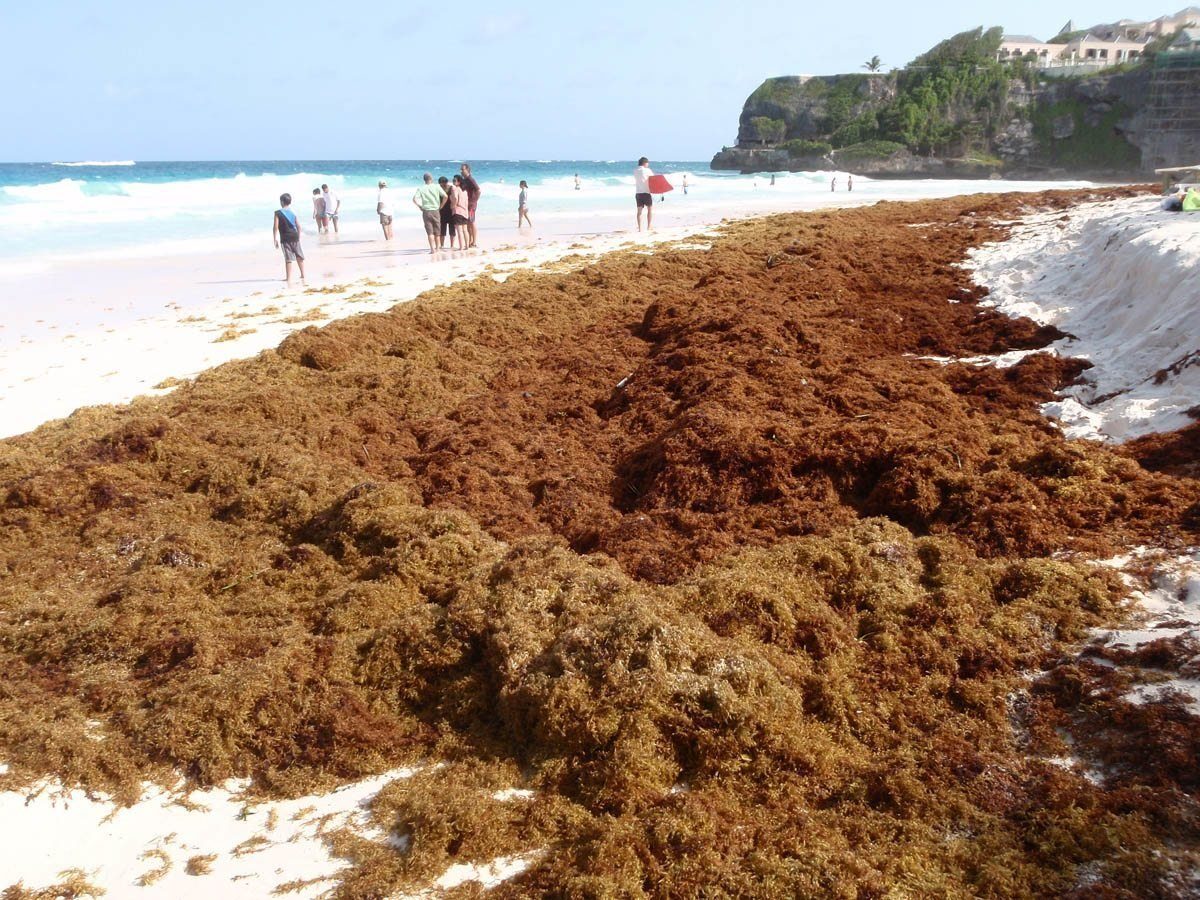 what you need to know about sargassum
