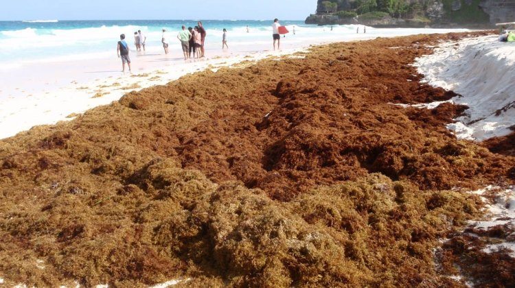 what you need to know about sargassum
