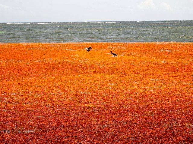 what you need to know about sargassum