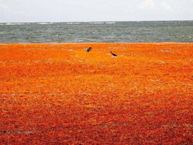 what you need to know about sargassum
