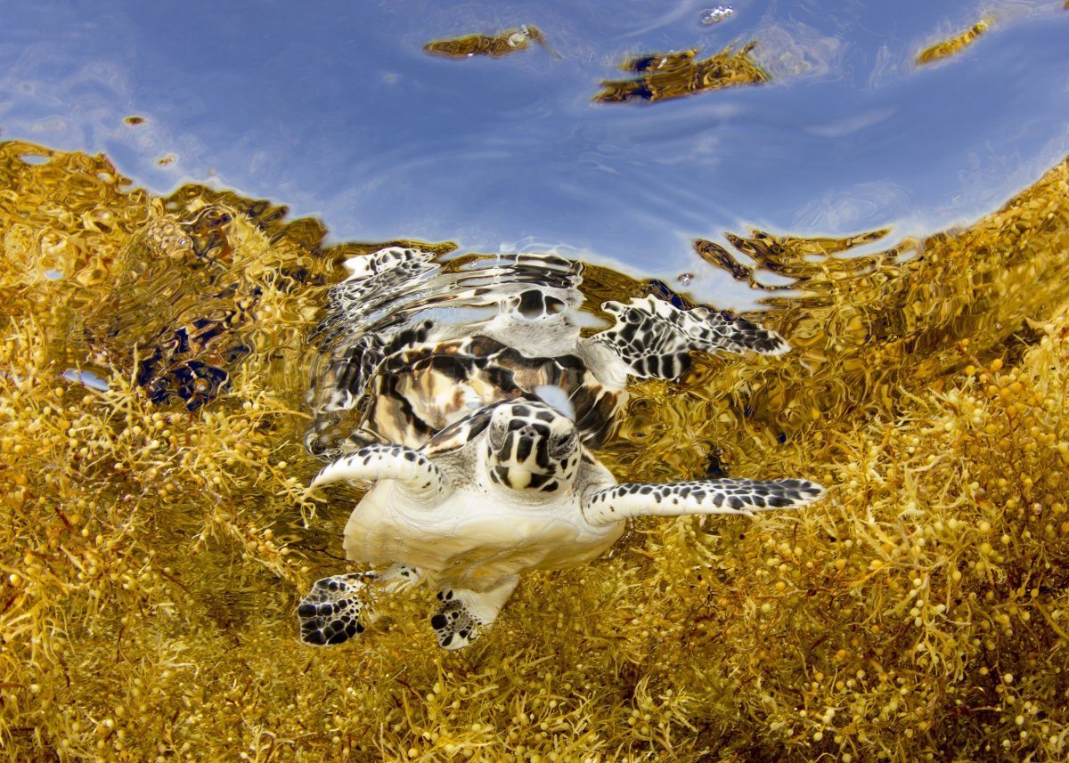 what you need to know about sargassum