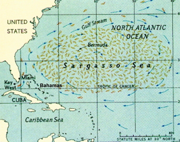 what you need to know about sargassum