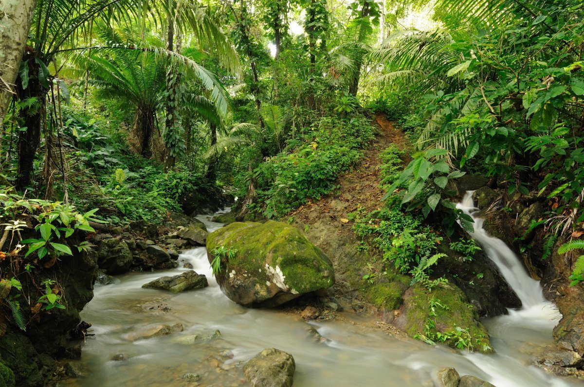 lushest rainforests in the world