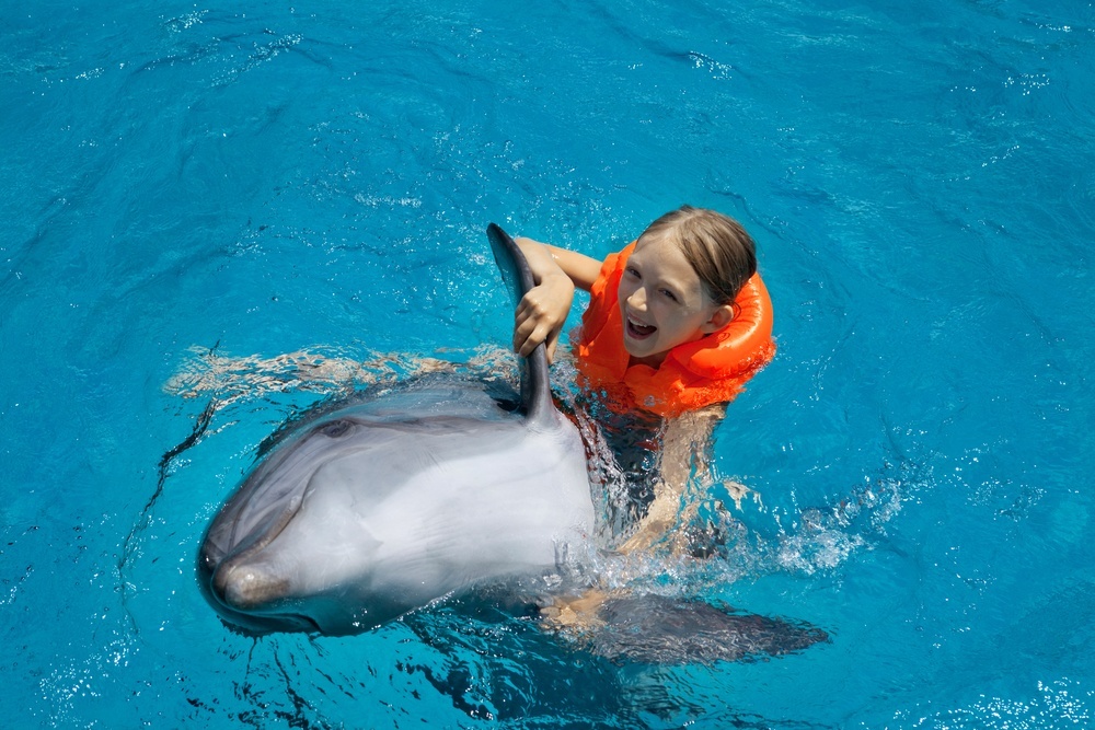 swim with dolphins