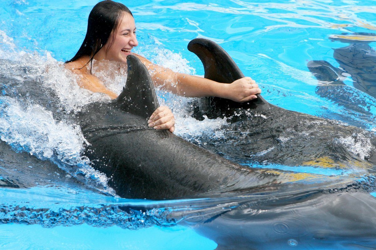 swim with dolphins
