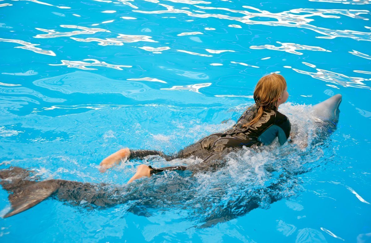swim with dolphins