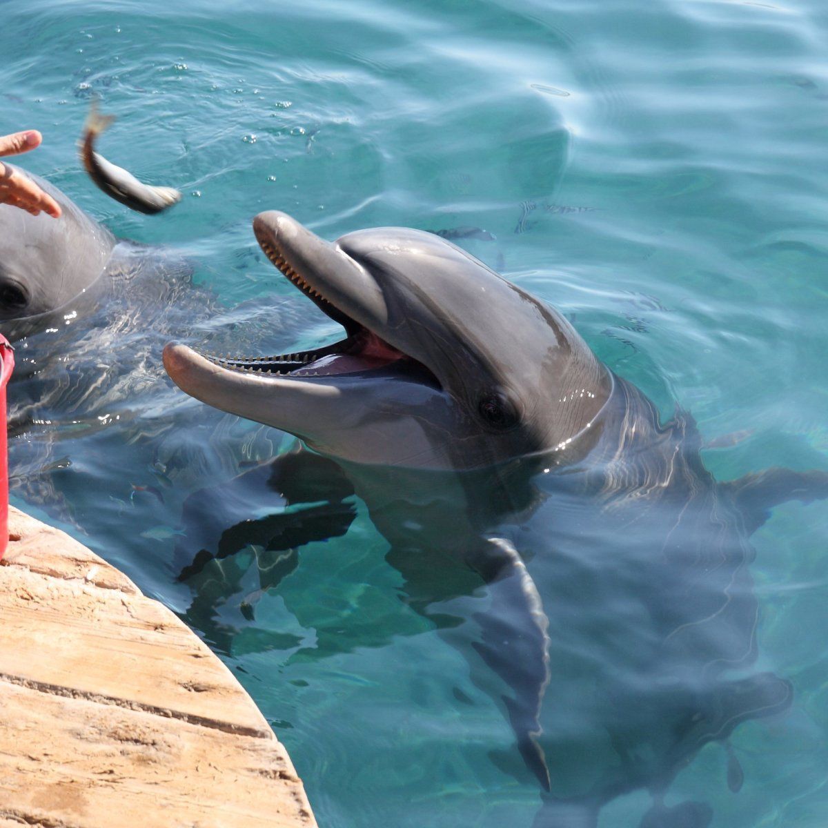 swim with dolphins