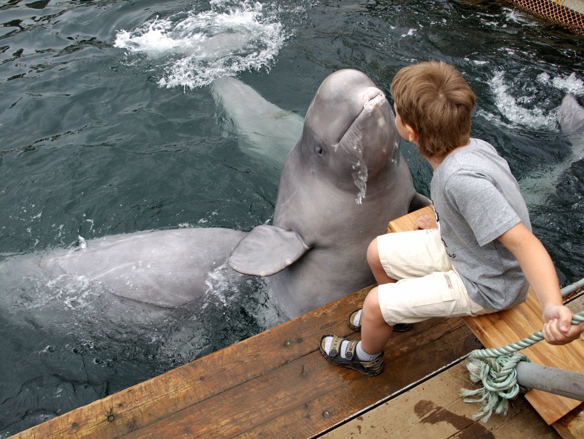 swim with dolphins