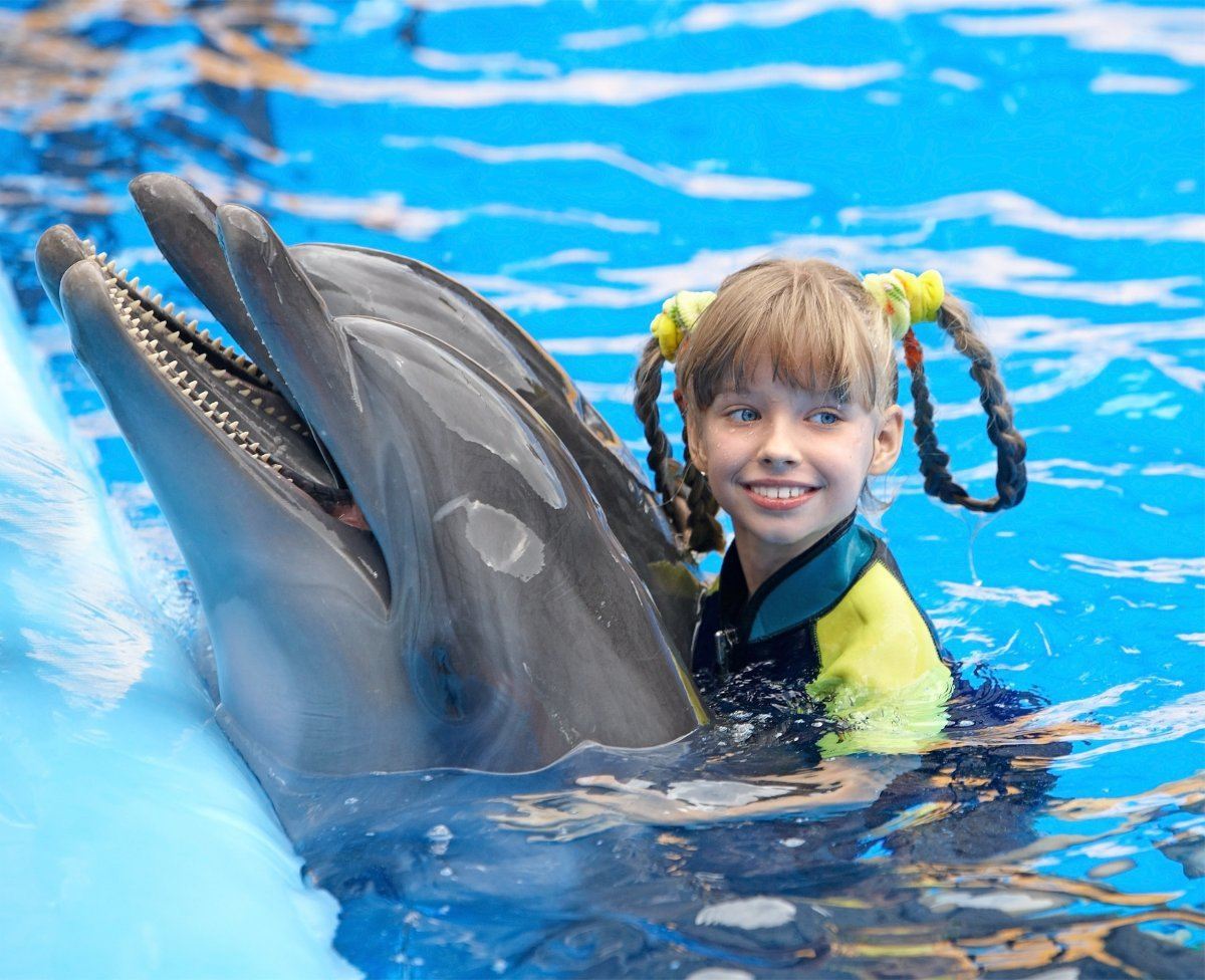 swim with dolphins