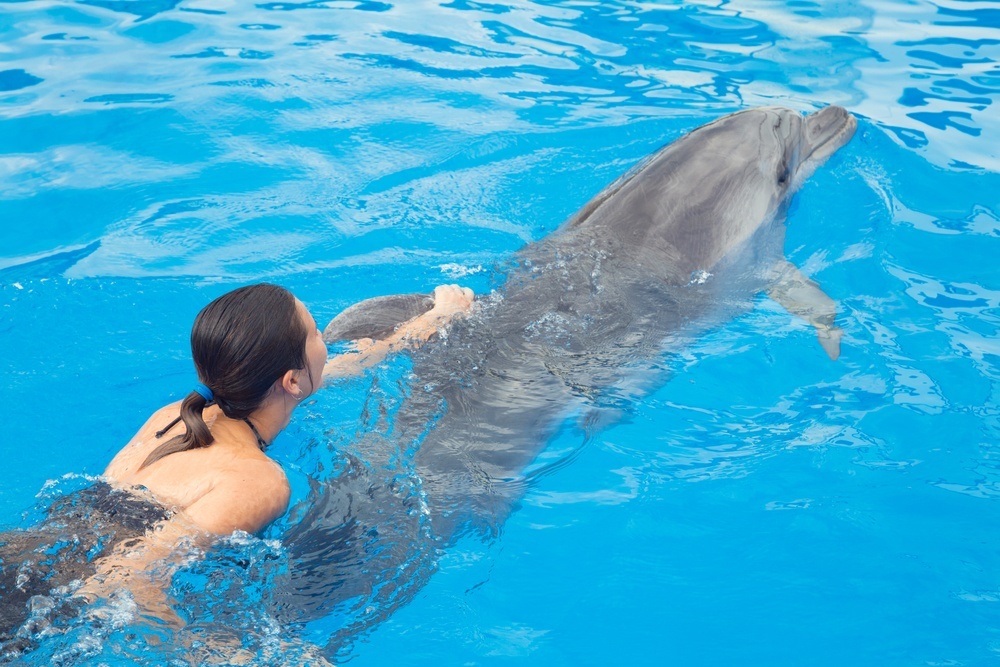 swim with dolphins