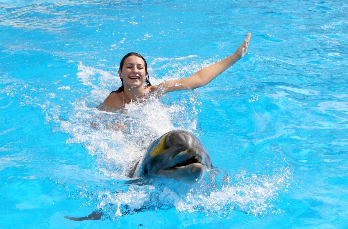 swim with dolphins