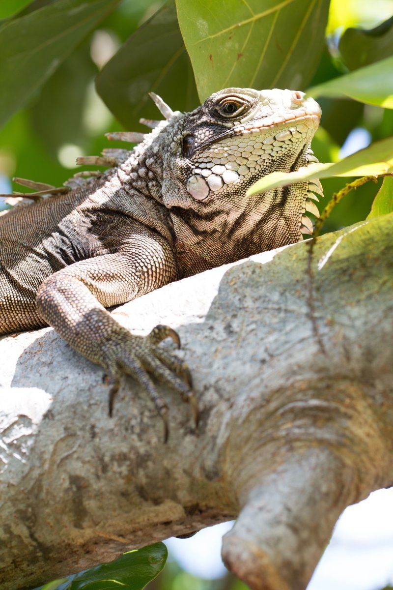 visit the US Virgin Islands