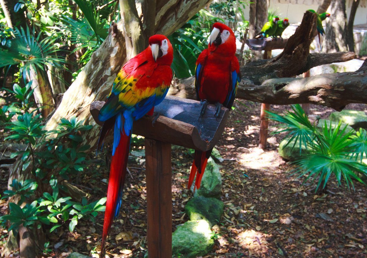 things to do in Cancun